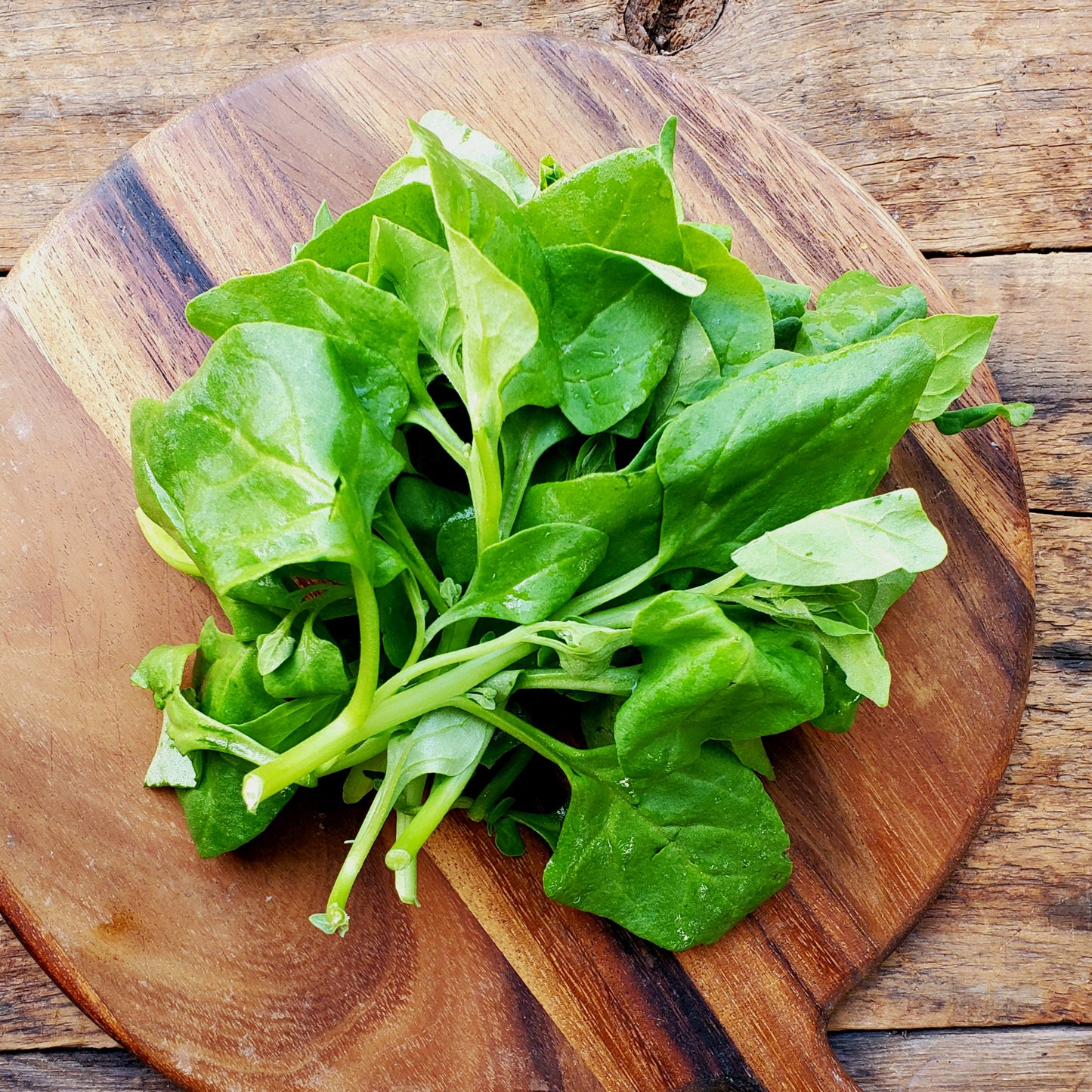 New Zealand Spinach - 4 oz