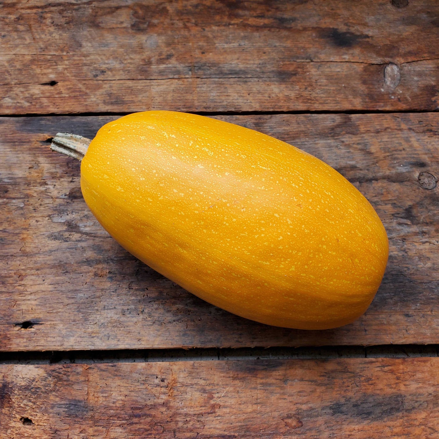 Orangetti squash (spaghetti squash variety) 2 - 3 pounds