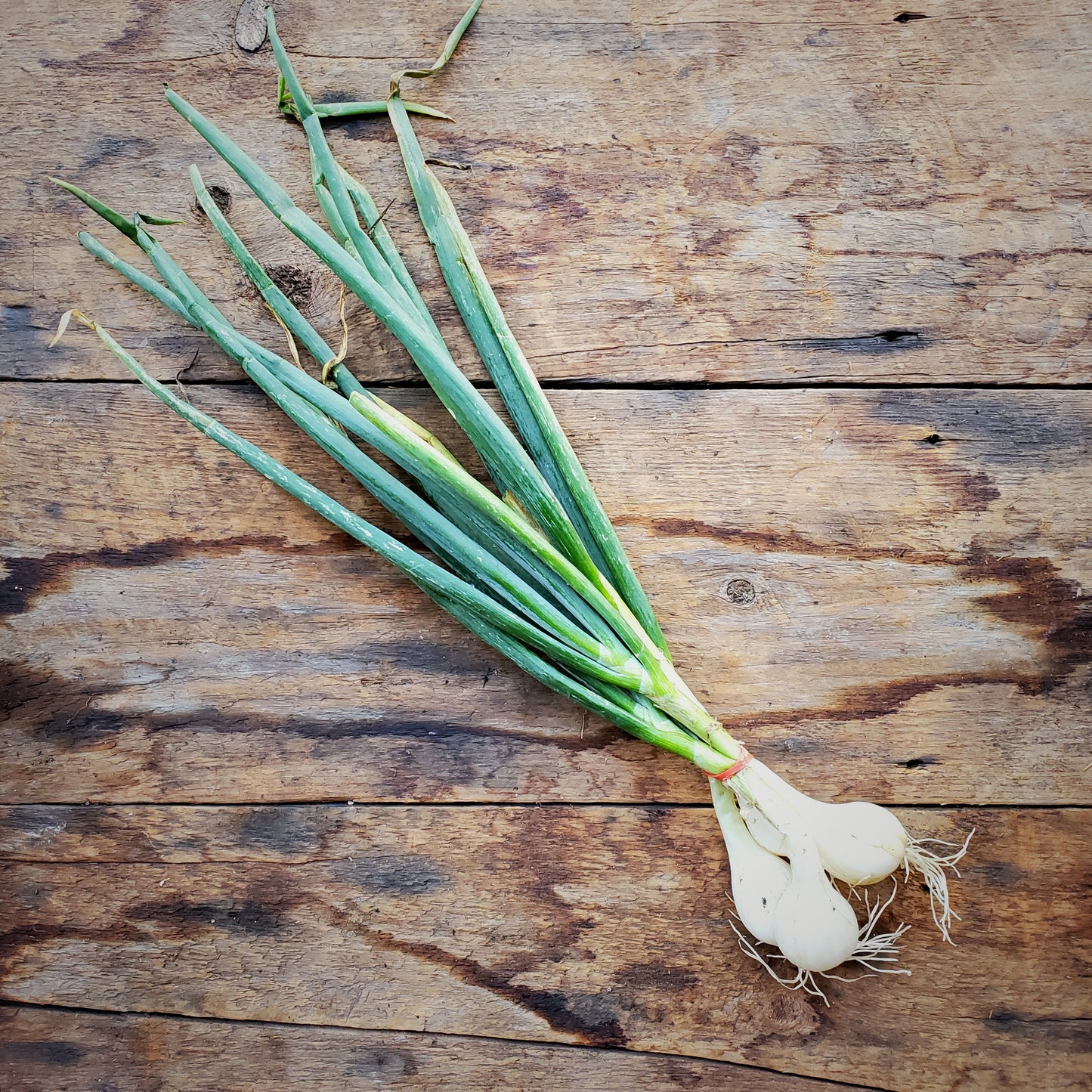 Scallions - bunch