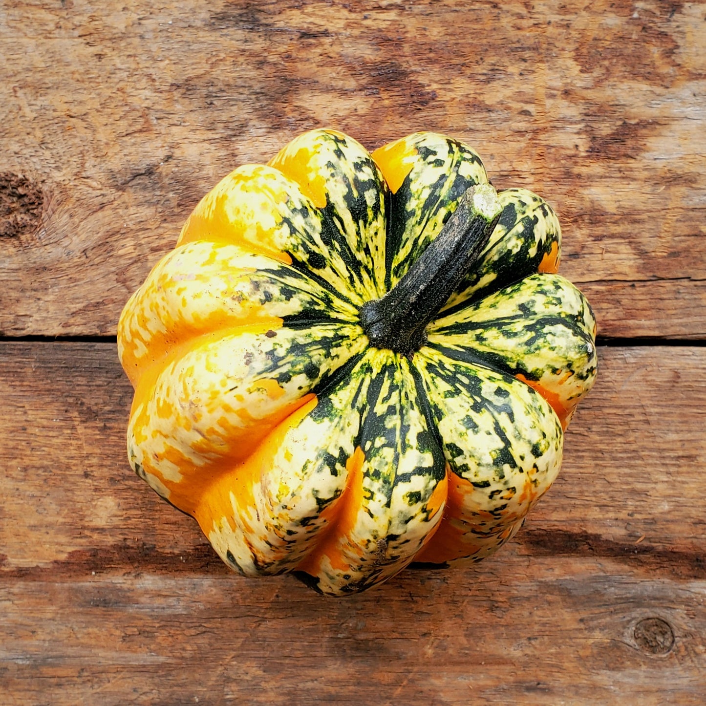 Jester Squash