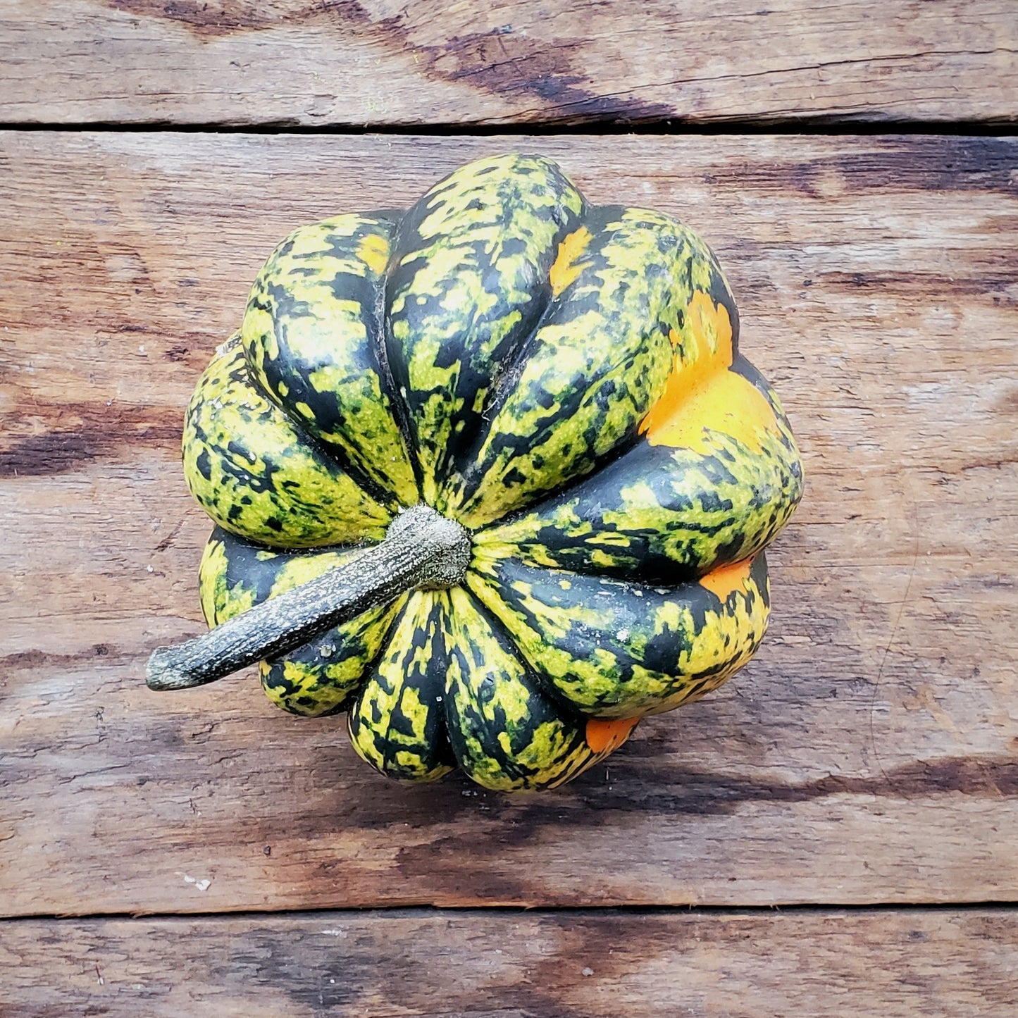 Sweet Dumpling Squash