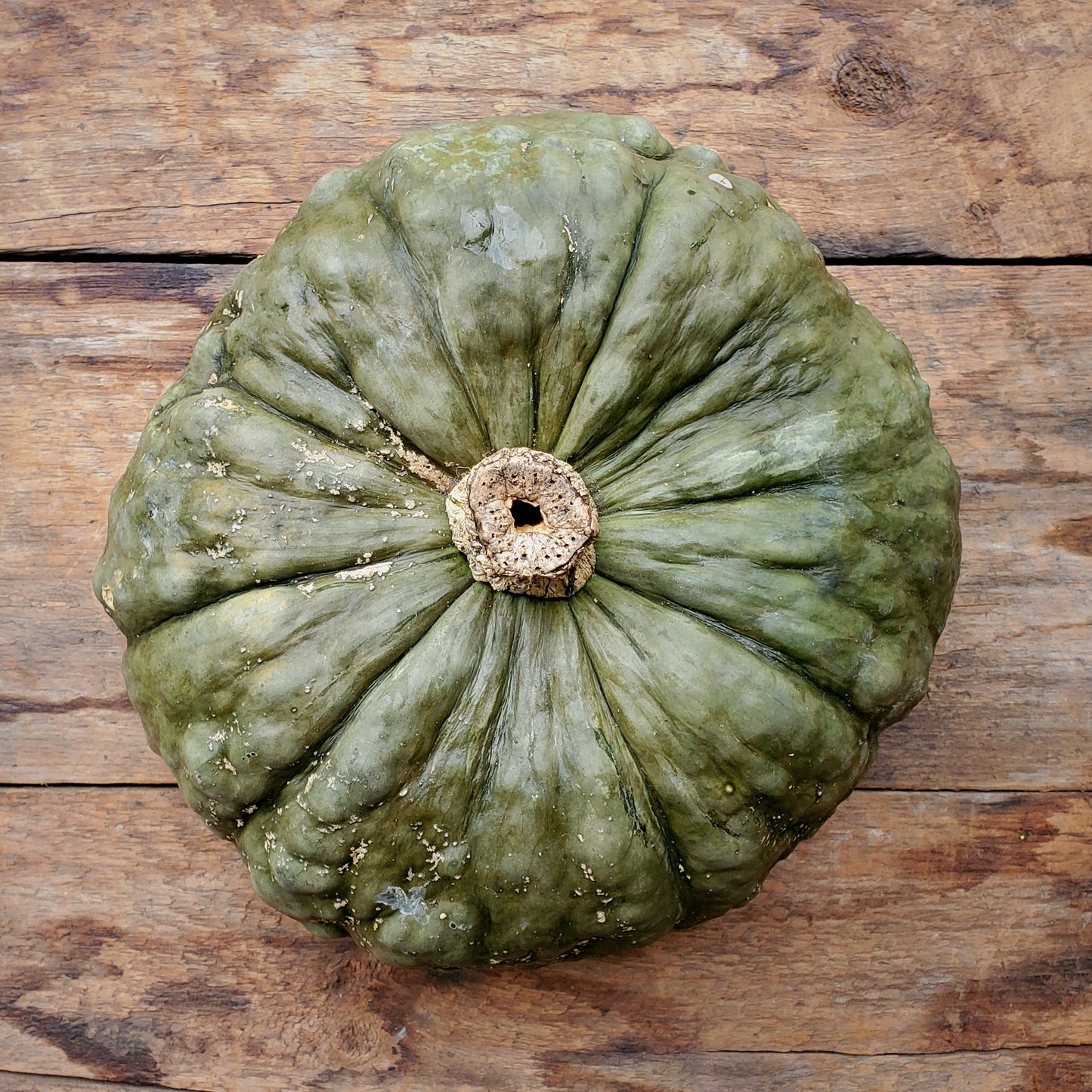 Marina di Chioggia Pumpkin 7 - 10 pounds each