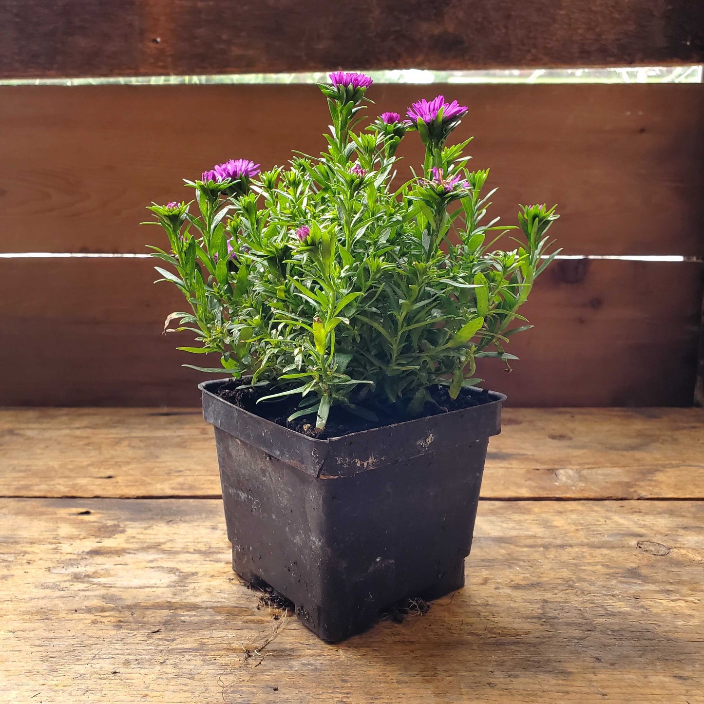 Purple Aster 4in