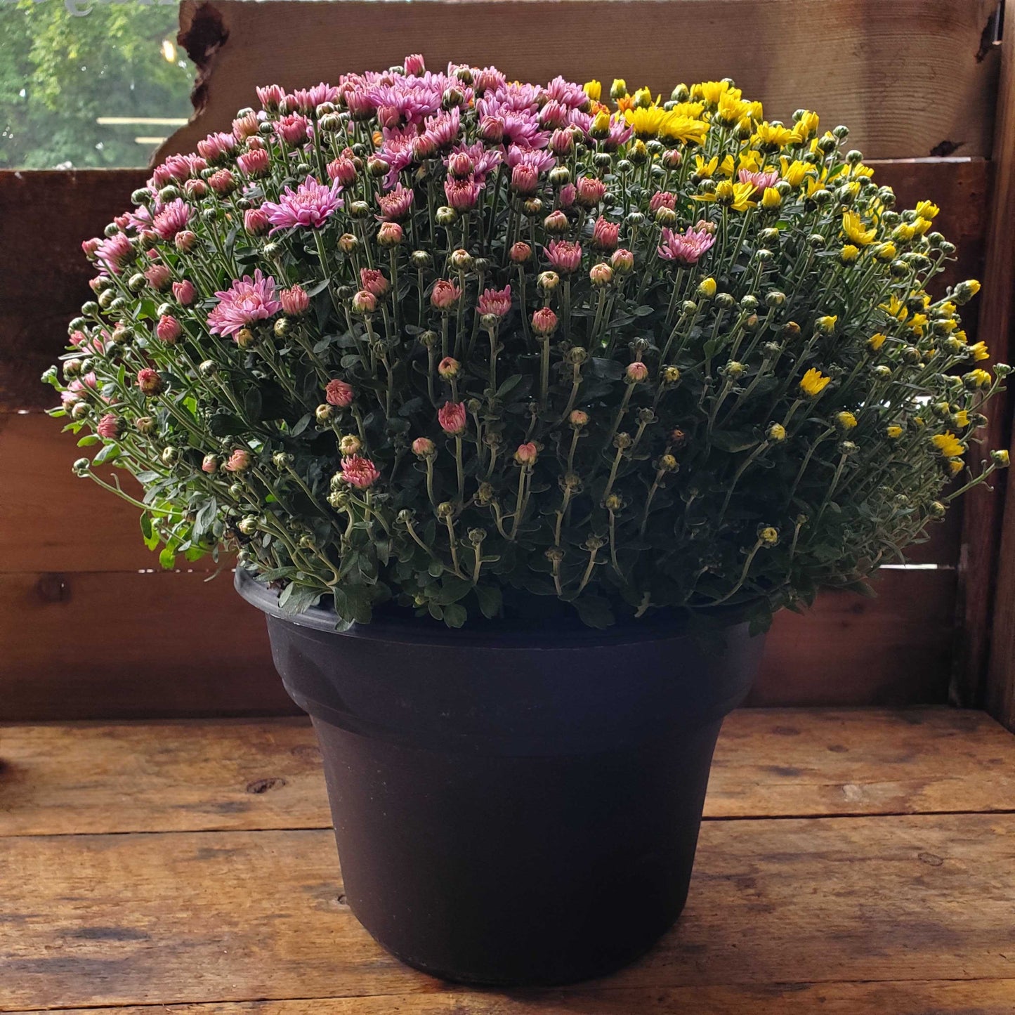 Tri-Color Large Mum