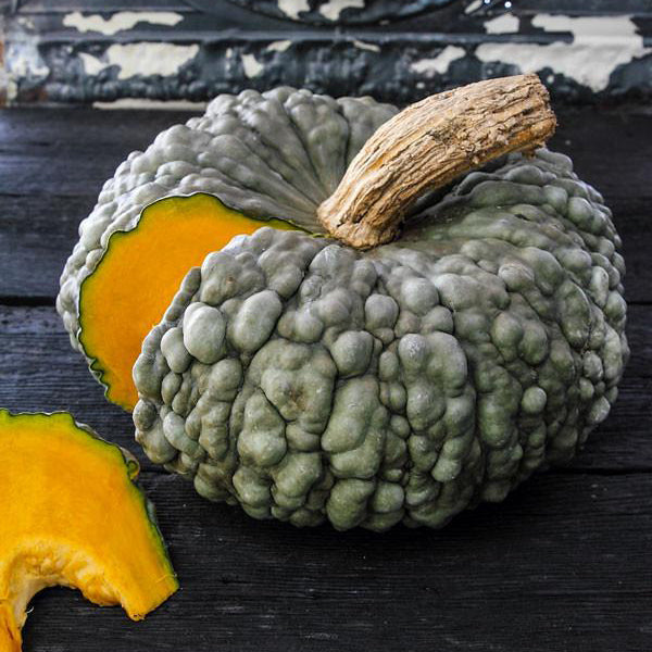 Marina di Chioggia Pumpkin 7 - 10 pounds each