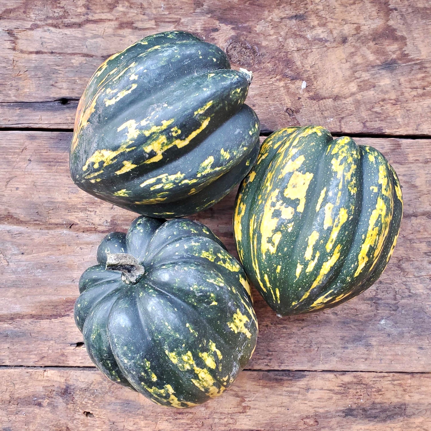 Starry Night Acorn Squash