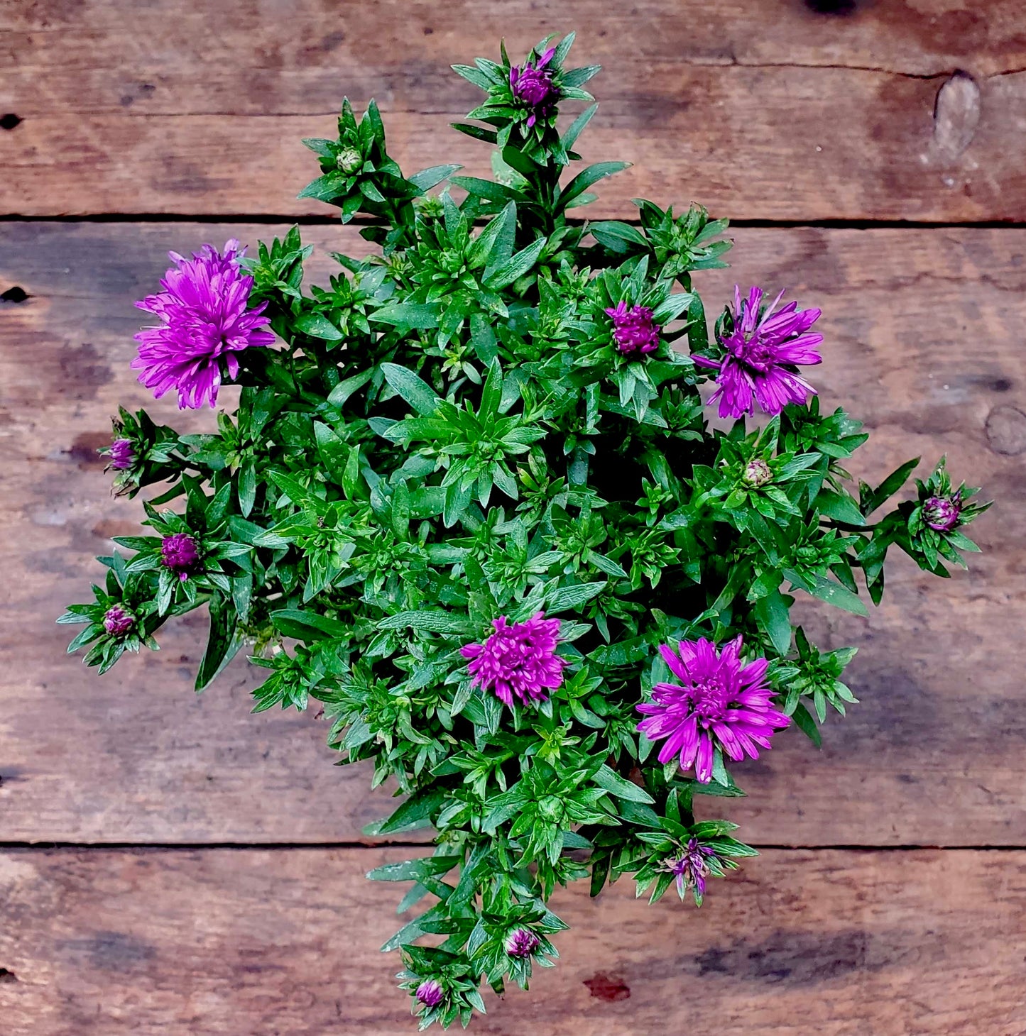 Purple Aster 4in