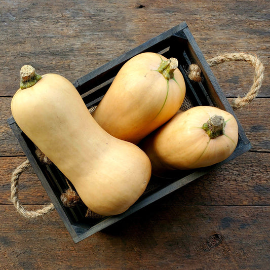 Havana Butternut Squash