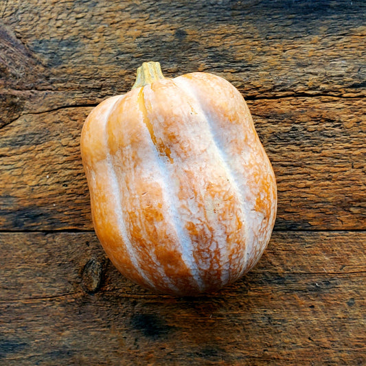 Autumn Frost Winter Squash