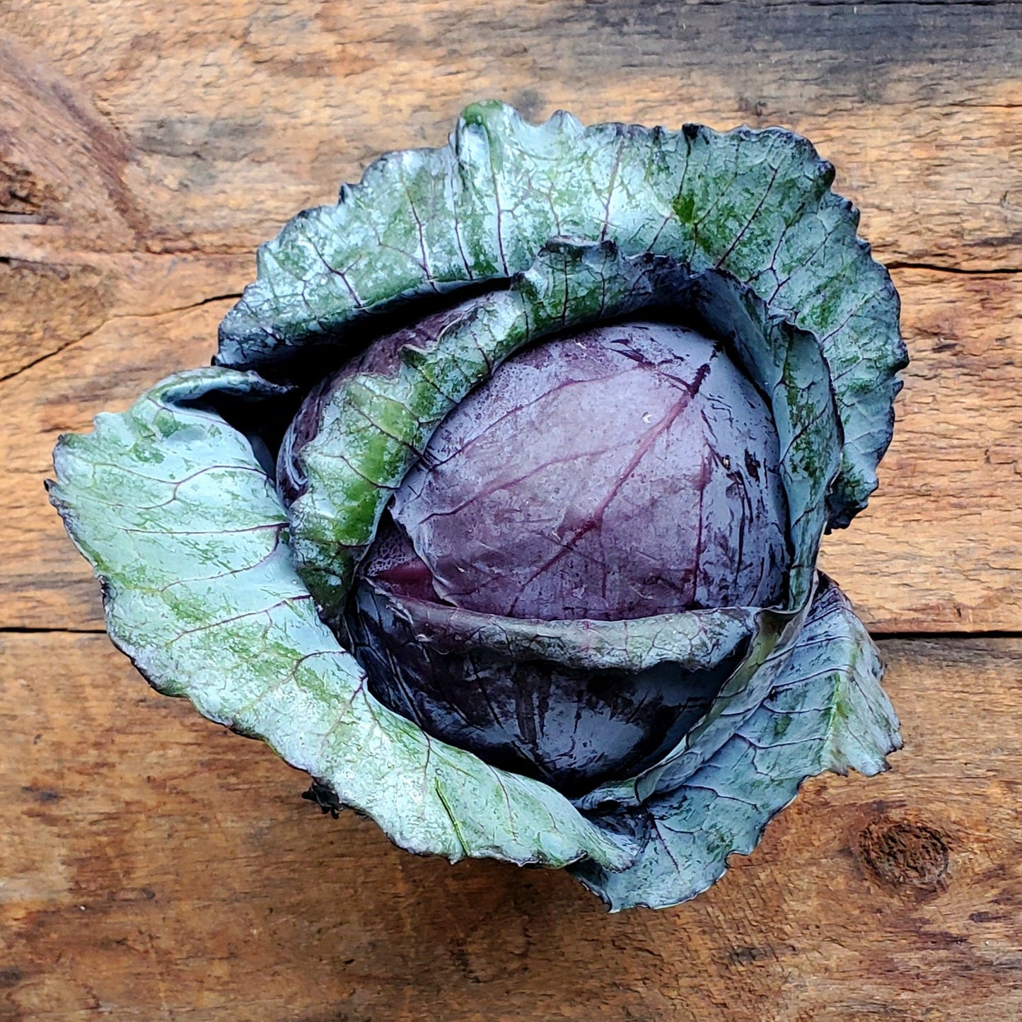 Jacobson Farms Purple Cabbage