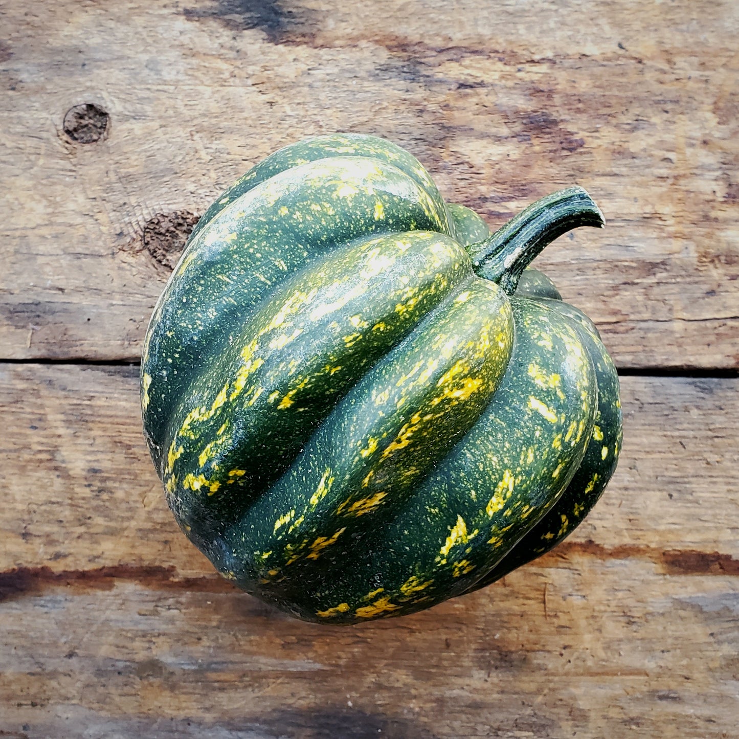 Starry Night Acorn Squash