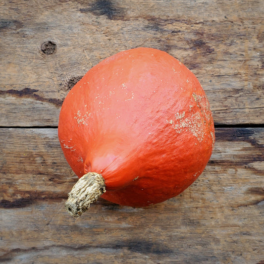 Red Kuri Winter Squash