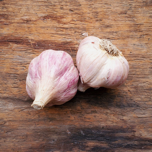 2 Chesnok Red Garlic Heads