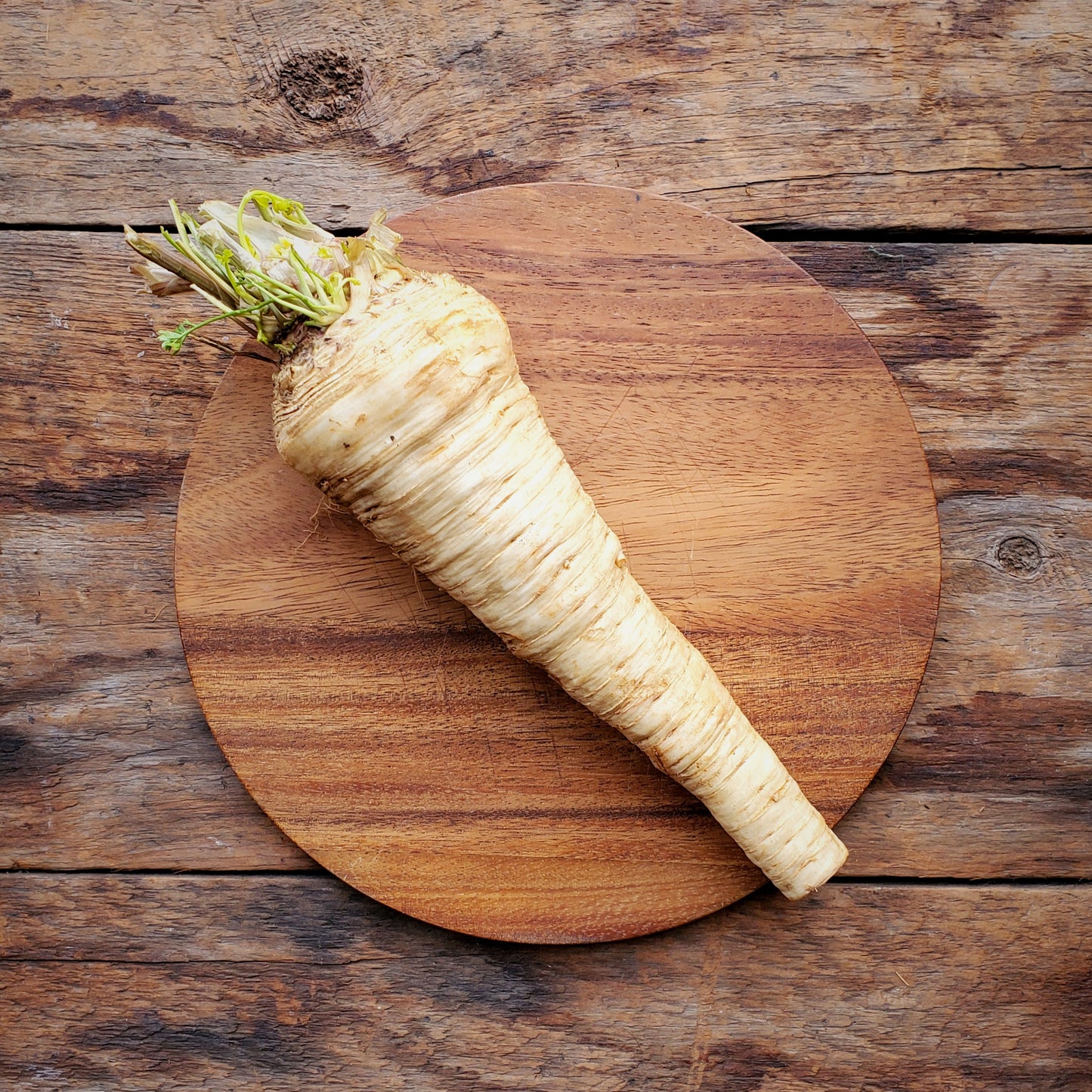 Henry's Parsley Root