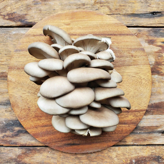 Oyster Mushrooms - 8 oz