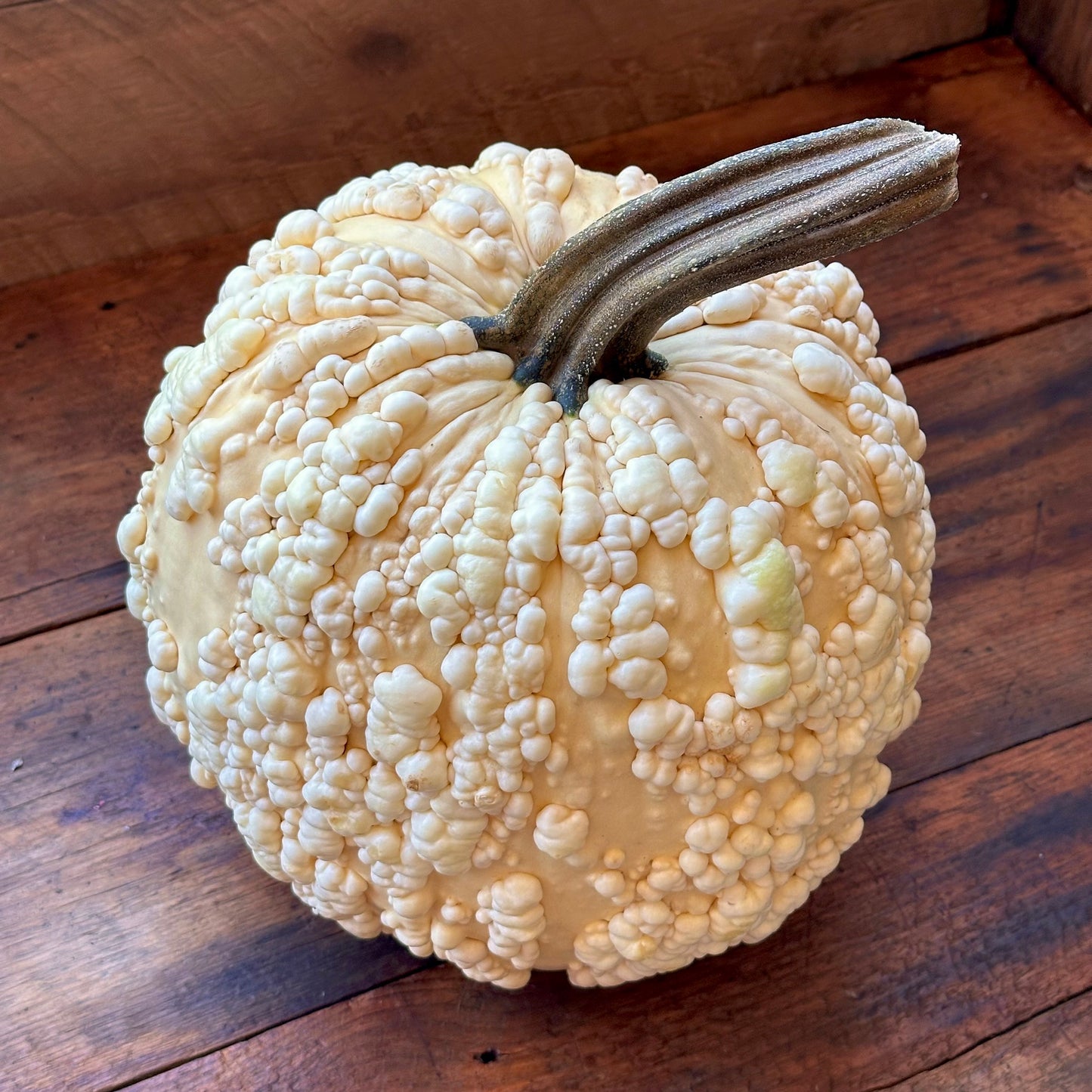 Warty Decorative Pumpkin