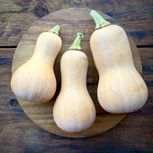 Frillman Baby Butternut Squash