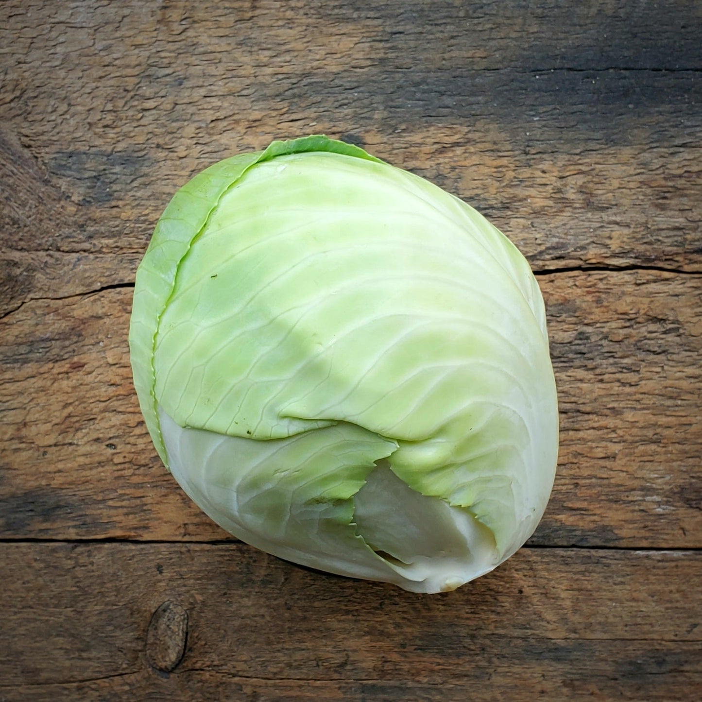 Green Cabbage