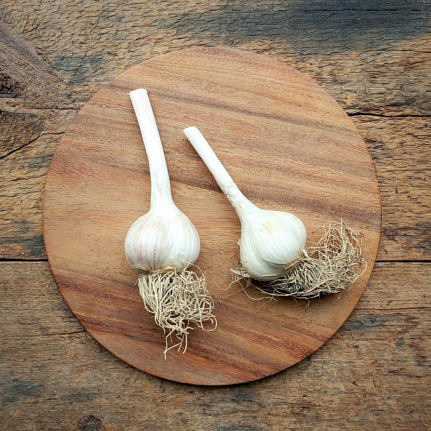 Garlic Bulb (2 heads)