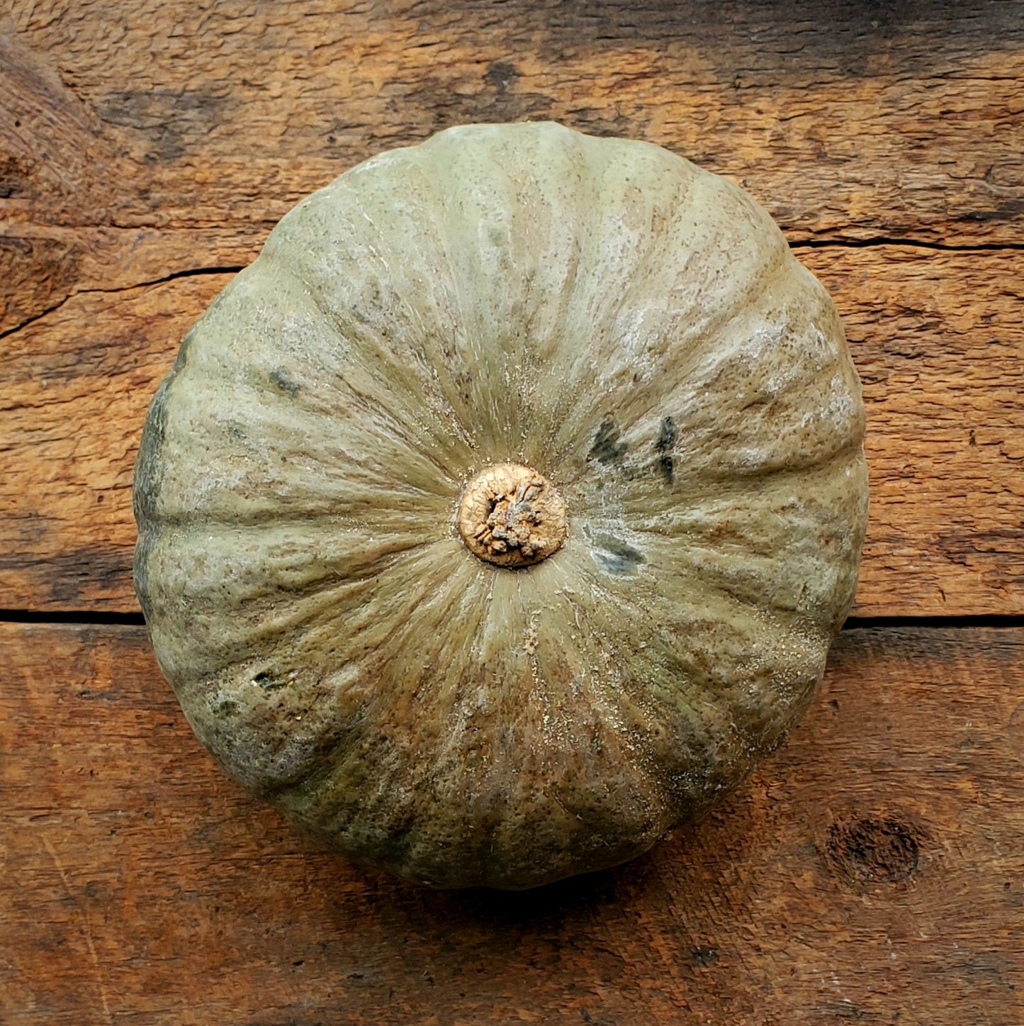 Winter Sweet Kabocha