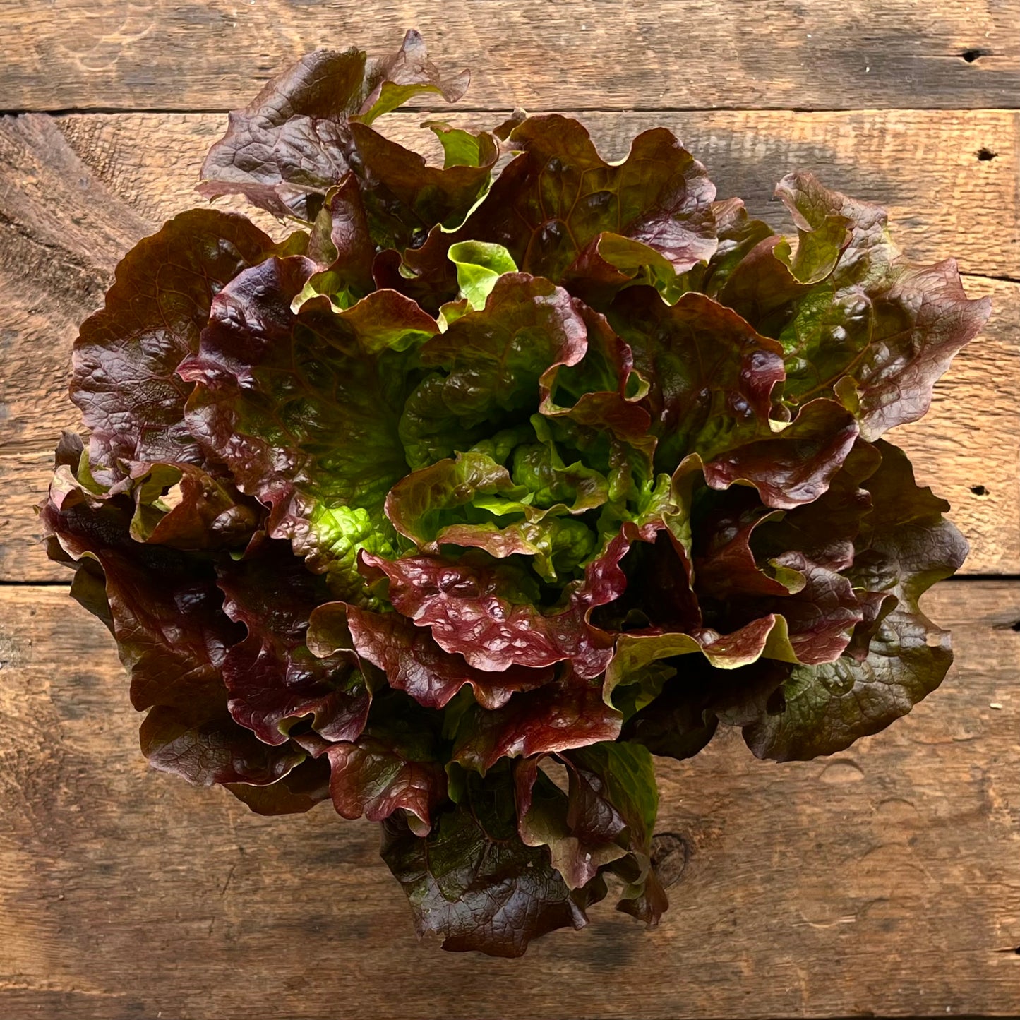 Cherokee Lettuce